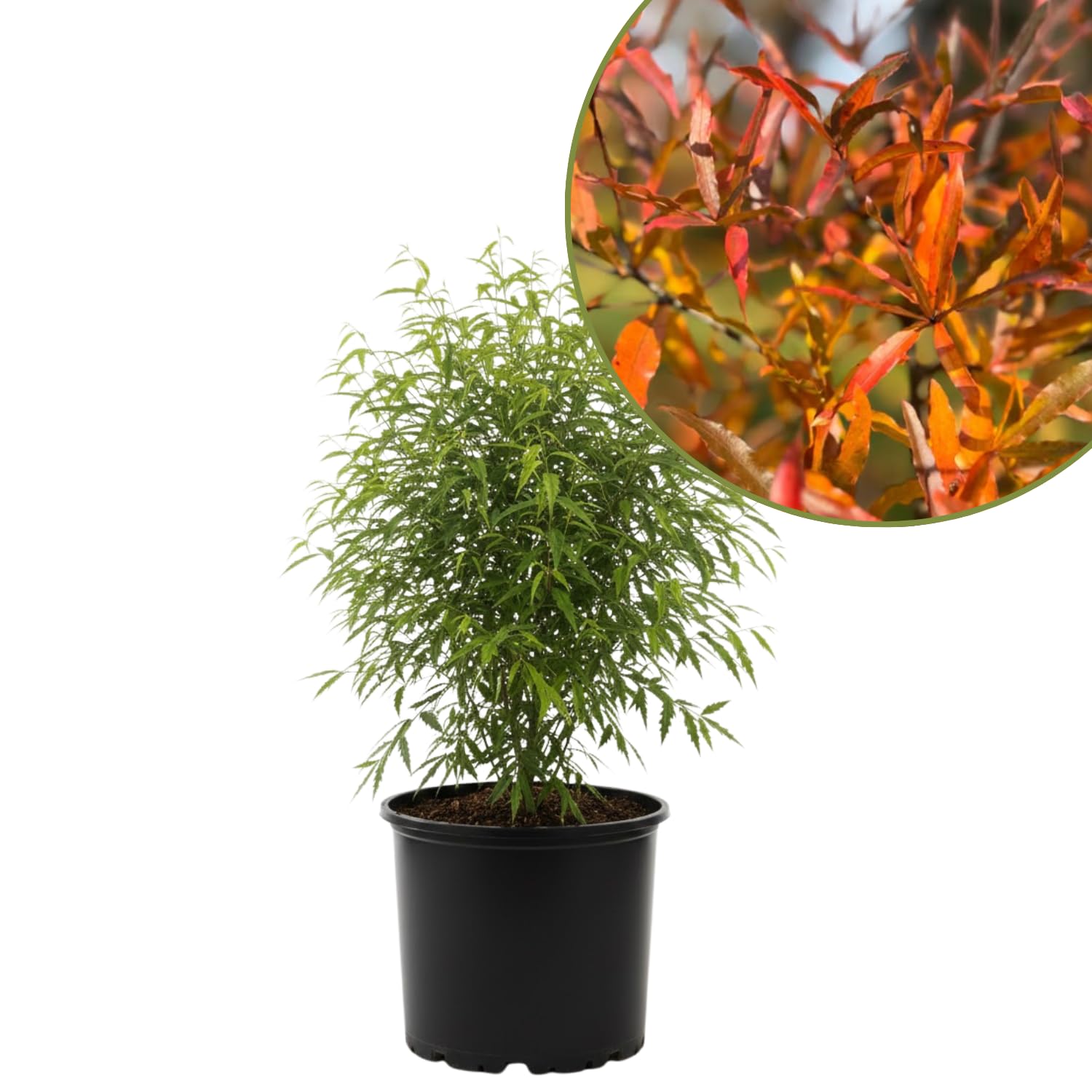Willow Oak Tree Live Plant, Oak Tree Live 12-18'' Tall, Hardy Shade Trees for Garden