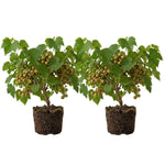 Grape Plant Live 4-7 Inches Tall, Fruit Vine Starter Plant for Garden, Patio Container, Backyard Trellis, Outdoor Growing (Bronze Grape)