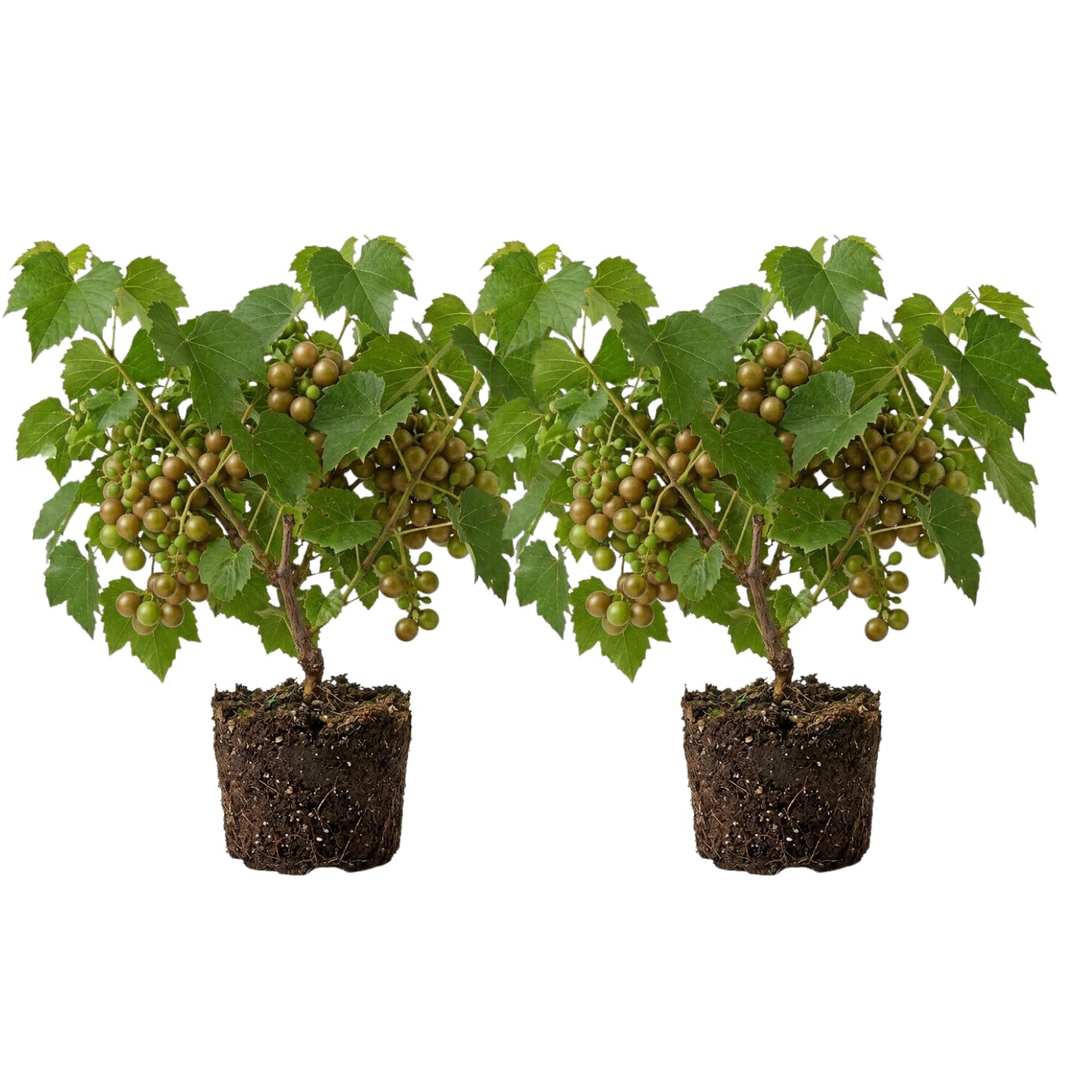 Grape Plant Live 4-7 Inches Tall, Fruit Vine Starter Plant for Garden, Patio Container, Backyard Trellis, Outdoor Growing (Bronze Grape)