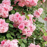 Rose Plant Live, Hybrid Tea Rose Bush Live Plant, 5-9 Inch Tall, Fragrant Flowers Shrub Ready to Plant Outdoor, No Pot, Well-Rooted (Pink Rose)