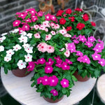 2 Mix Vinca Plants Live Vinca Plants for Planting Outdoor Garden, Ground Cover Plant Live, 4 to 6 Inches Tall