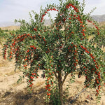 6 Goji Berry Cuttings for Planting, Red Goji Berries for Outdoor Growing, Cold Hardy Fruit Shrub Starter