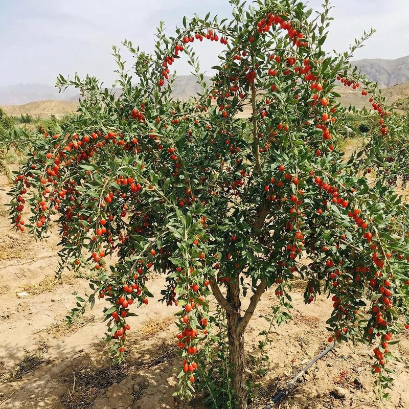 6 Goji Berry Cuttings for Planting, Red Goji Berries for Outdoor Growing, Cold Hardy Fruit Shrub Starter