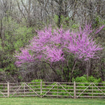 Red Bud Trees Live Plants, Eastern Redbud Tree Live Plant, 6 to 12 Inches Tall