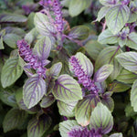 2 Blue Basil Plants Live for Planting, Zone 2 to 11, Live Basil Plants, 4 to 6 Inc in Height Gardening Growing