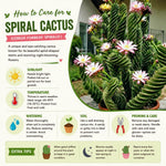 Rare Spiral Cactus Plant Live in 3" Pot, Spiral Cactus Houseplant Ornamental Plant, Live Cactus Plant for Home and Office Decoration, Fast-Growing