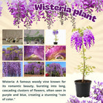 Wisteria Tree Live Plant Vines, Purple Blue Wisteria Fragrant Flowers 6-12 Inc in Tall, 1 Year Old Seedling, Outdoor Growing