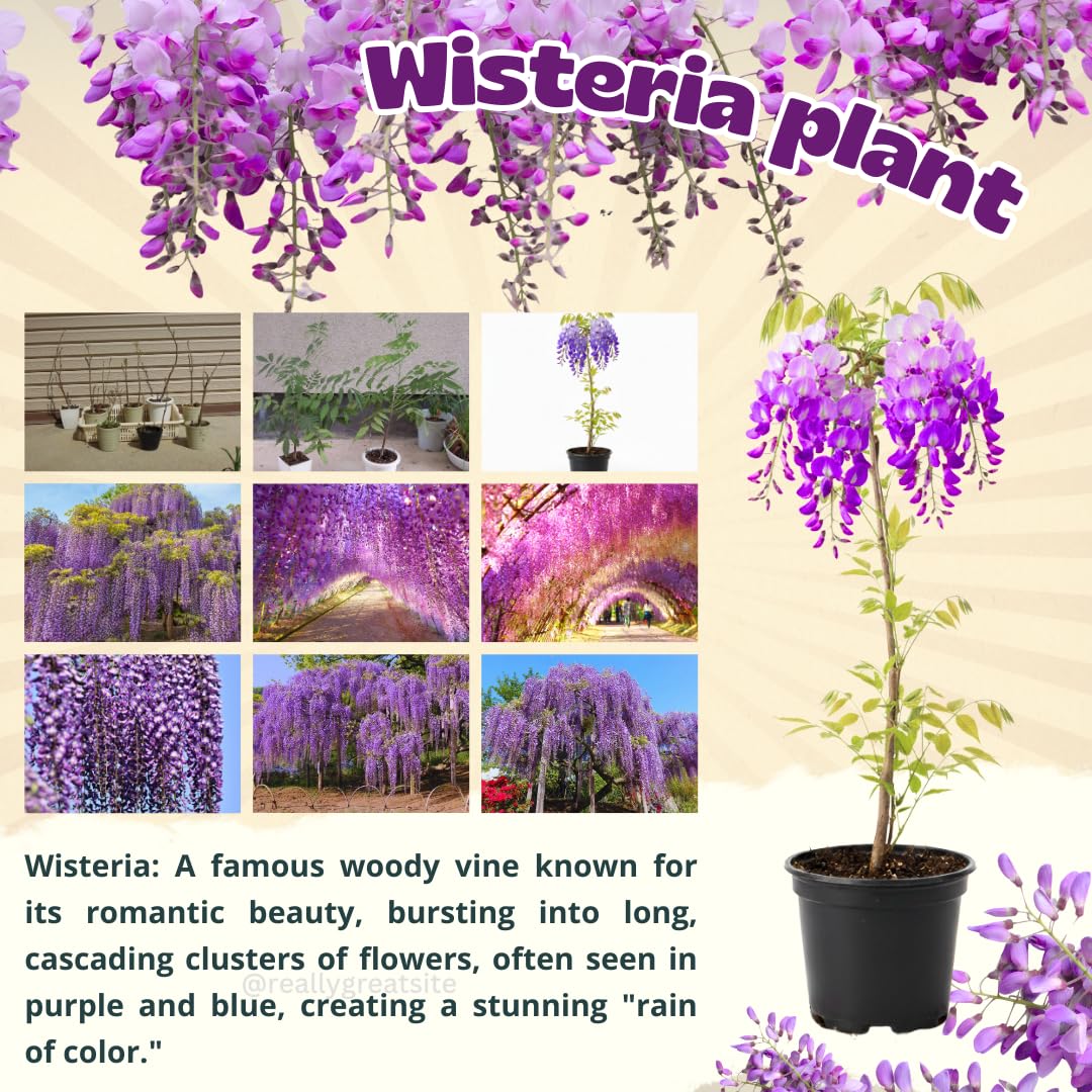 Wisteria Tree Live Plant Vines, Purple Blue Wisteria Fragrant Flowers 6-12 Inc in Tall, 1 Year Old Seedling, Outdoor Growing