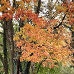 Fragrant Sassafras Tree Live Plant, 8-15" Tall Seedling in Pot, Colorful Autumn Foliage, Sassafras Plant for Landscaping