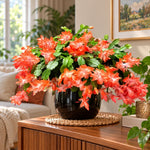 2PPP Orange Christmas Cactus Live Plant, Holiday Flowering, 3 Inches Pot