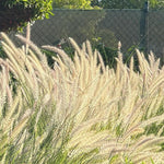 Pack 2 Fountain Grass Plants Live, Ornamental Grasses Live Plants Perennial Potted Plants Ready to Grow, 5-9 Inch Height (White Fountain Grass)