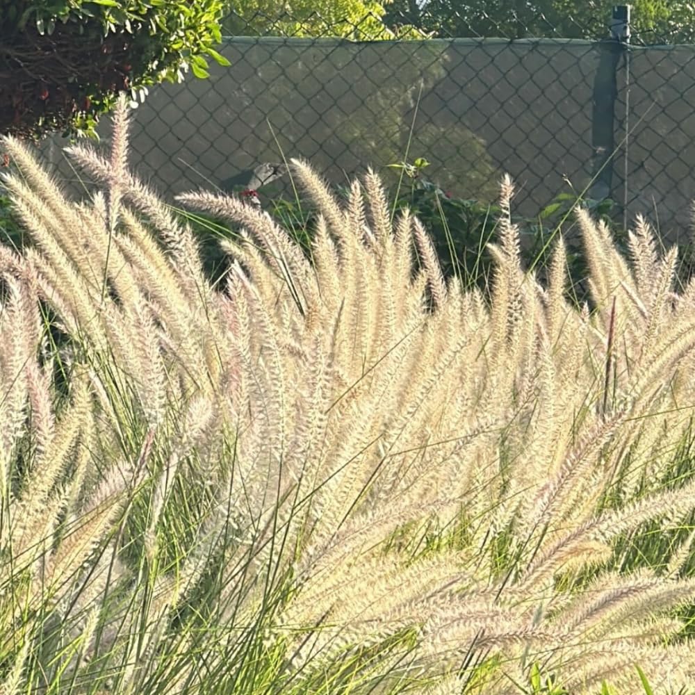 Pack 2 Fountain Grass Plants Live, Ornamental Grasses Live Plants Perennial Potted Plants Ready to Grow, 5-9 Inch Height (White Fountain Grass)