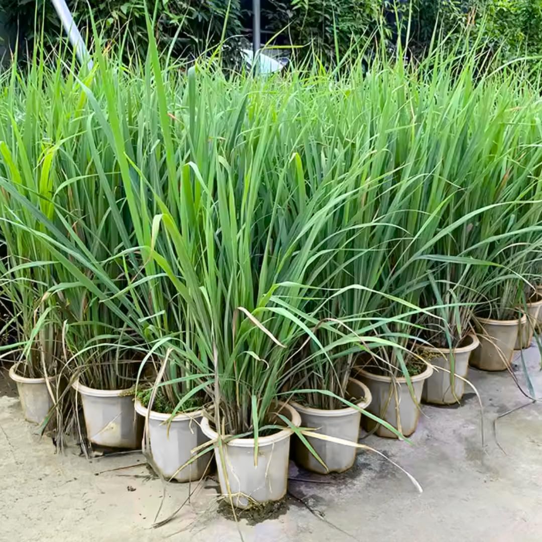 Pack 3 Lemon Grass Plants Live, Lemongrass Plants for Outside Planting, Fragant Herb Lemongrass Planting, 6-7 Inch Tall