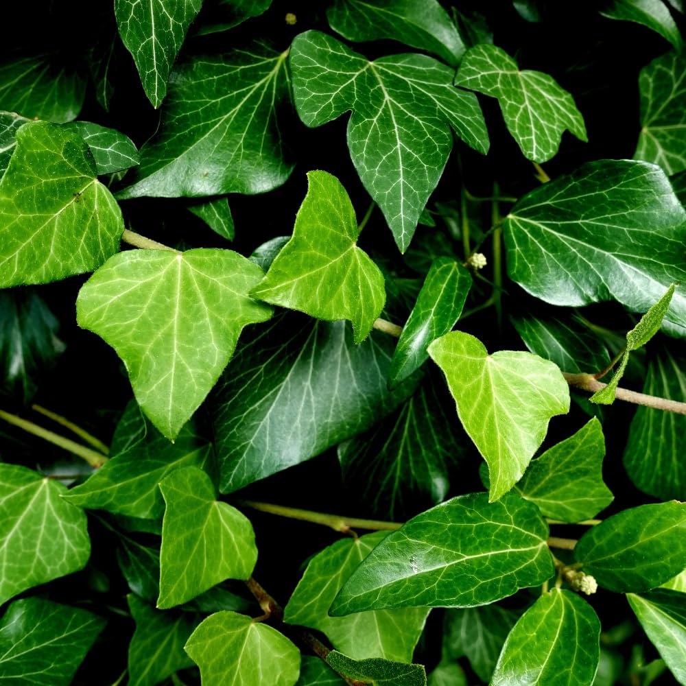 English Ivy Plant in 4" Pot, Hardy English Ivy Vine Indoor Plant Potted, Perennial Climbing Houseplant Starter Plants