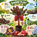 Red Banana Tree Live Plant, Edible Fruit, 4-6" Tall