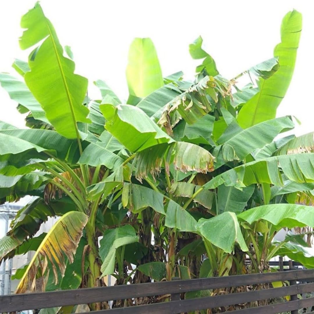 Cavendish Banana Plants Live for Planting, Banana Trees Live Plants from 4 to 6 Inc Tall