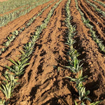 Pack 2 Pineapple Plants Live, Sweet Pineapple Trees Live Plants, Cold Hardy Pineapple Fruit Trees, 4-8 Inch Height, No Pot, Well-Rooted (Elite Gold Pineapple)
