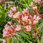 2 Salmon Oleander Plants Live, 5 to 7 Inc Tall, Oleander Flower Shrub Bush Live Plants