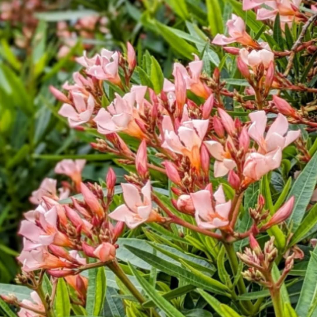 2 Salmon Oleander Plants Live, 5 to 7 Inc Tall, Oleander Flower Shrub Bush Live Plants