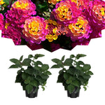 Pack 2 Lantana Live Plants for Planting, Hardy Perennial Lantana Bushes Well Rooted 4-7 Inches, Assorted Blooms (Rose Flowers)