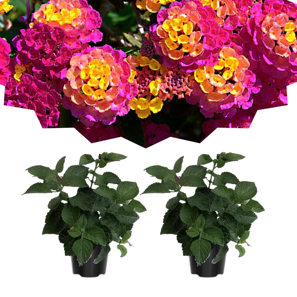 Pack 2 Lantana Live Plants for Planting, Hardy Perennial Lantana Bushes Well Rooted 4-7 Inches, Assorted Blooms (Rose Flowers)