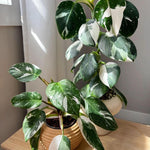Variegated Philodendron Live Plant, Rare Indoor Houseplant Live Well Rooted 5-7 Inches, Container Growing, Home Office Decor (White Princess Philodendron)