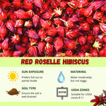Hardy Hibiscus Plants Live, Red Roselle Hibiscus Flowers Plant from 4-6 Inches Tall, Hibiscus Sabdariffa