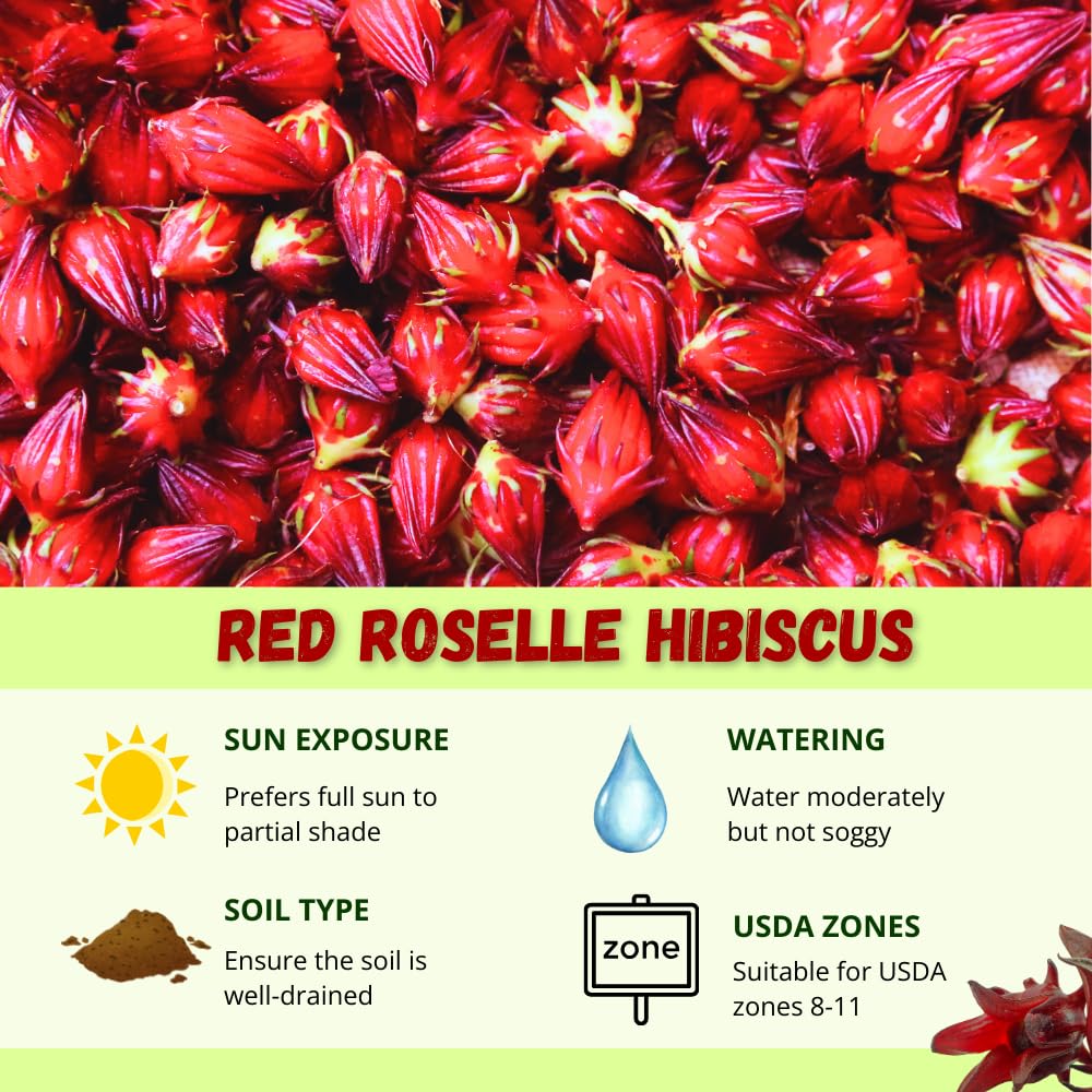 Hardy Hibiscus Plants Live, Red Roselle Hibiscus Flowers Plant from 4-6 Inches Tall, Hibiscus Sabdariffa