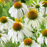 Echinacea Coneflower Plant, Coneflower Live Plant Perennial 3 Inch Pot
