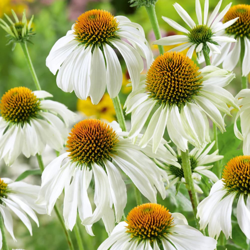 White Echinacea Coneflower Plant, Coneflower Live Plant Perennial 3 Inch Pot