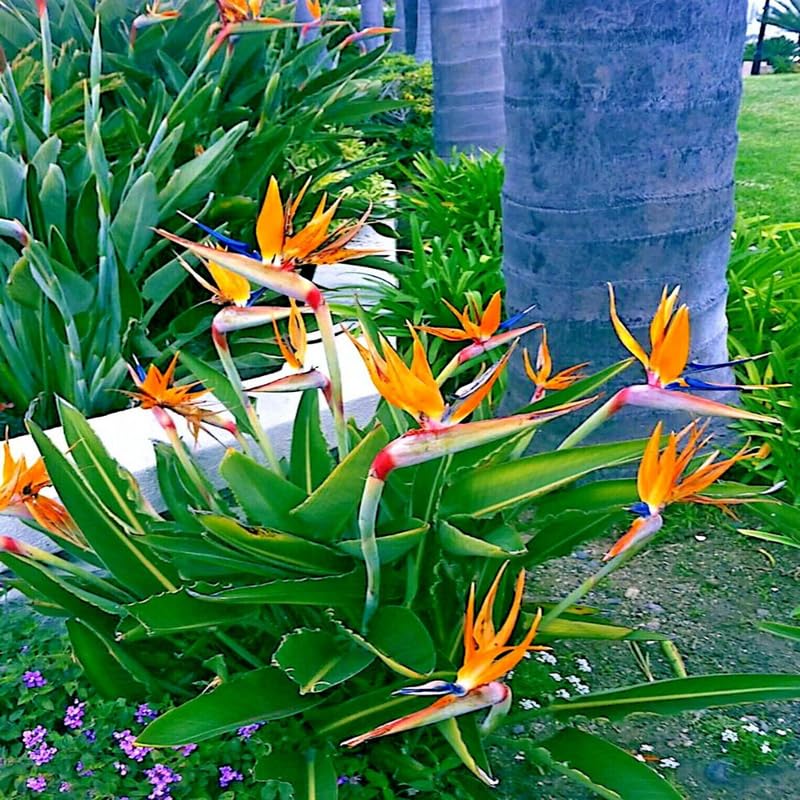 Bird of Paradise Plant Live, Orange Bird of Paradise Live Plant from 5 to 7 Inches Tall, Flower Bush Plant
