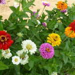 3 Assorted Zinnia Plant Live, Orange Red Zinnia Flower Plant from 3 to 5 Inc Tall Growing Outdoor Garden
