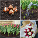 10 Tulip Bulbs for Spring Planting, Tulip Bulbs for Fall Planting, Flower Bulbs, Zones 3-8 (Ice Cream)