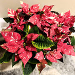 2 Poinsettia Plants Live, Variegated Red Poinsettia Flowers Christmas Decorations, Holiday Houseplant, Poinsettias Trees Plants, No Pot, 5-9" Tall