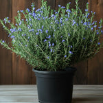 Set 2 Rosemary Plants Live, Ready to Grow Rosemary Plant 6 to 8 Inches, Hardy Fragrant Herb Plants for Outdoor Garden, 4'' Potted Plants