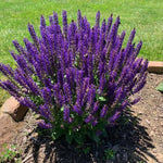 4 Fragrant Sage Salvia Live Plants, Planting in Spring Sage Plants Live, 5 to 10 Inches in Tall, Change Color (Blue-Purple)