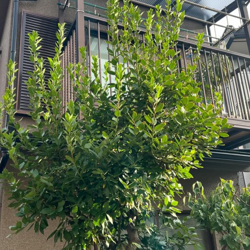 Sweet Bay Leaf Plant Live, Laurus Nobilis Bay Laurel Tree Live Plant, 4 to 8 Inches Tall