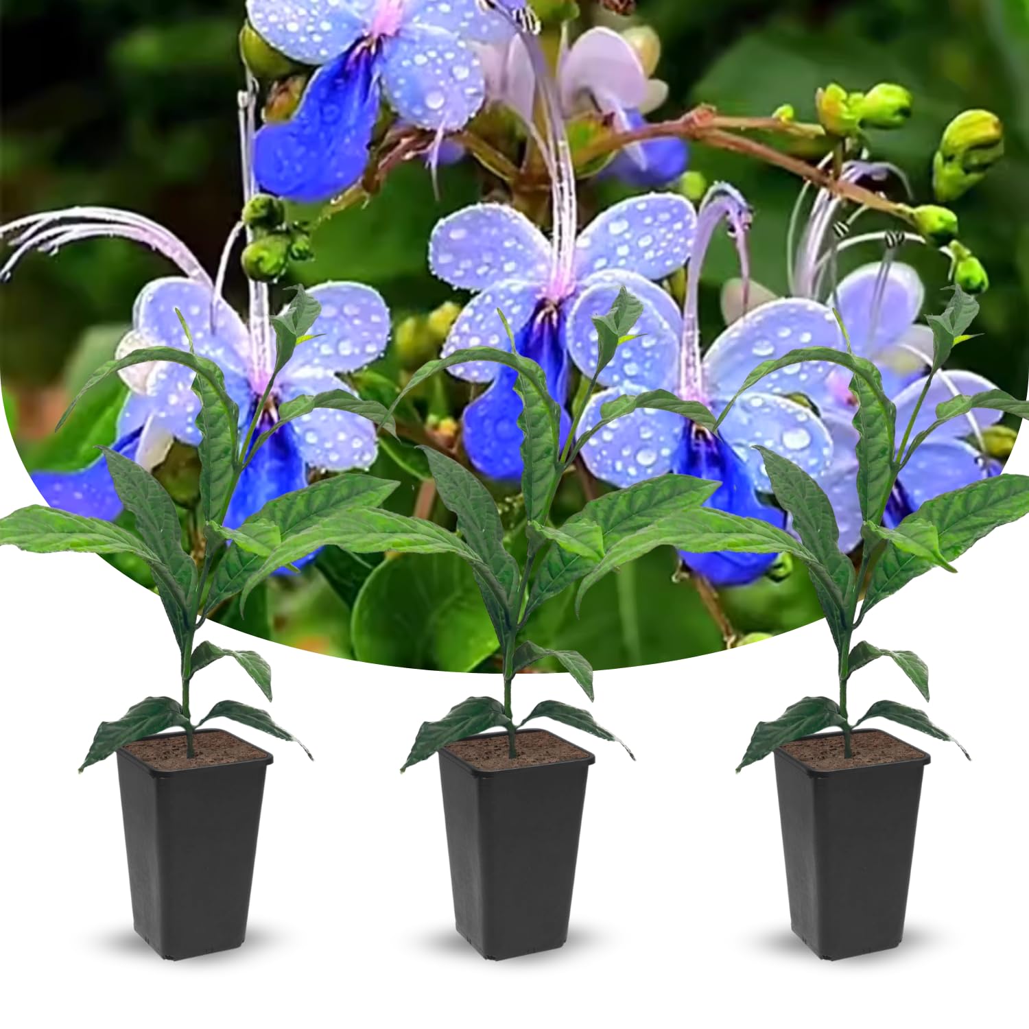 Clerodendrum Plants Live Well-Rooted for Outdoor Planting, Blue Butterfly Clerodendrum Wallichii Schmidtii Smithianum Light Bulbs Tropical Live Plant, Chains of Glory Tree, 5"-9" in Tall