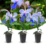 2 Clerodendrum Live Plants, Clerodendrum Wallichi Blue Butterfly Blooms, 5-9 Inc Tall
