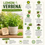 2 Live Lemon Verbena Plant, Fragrant Lemon Verbena Herb Plant Live, 3-5'' Tall, Herb Starter Plant for Garden, Patio