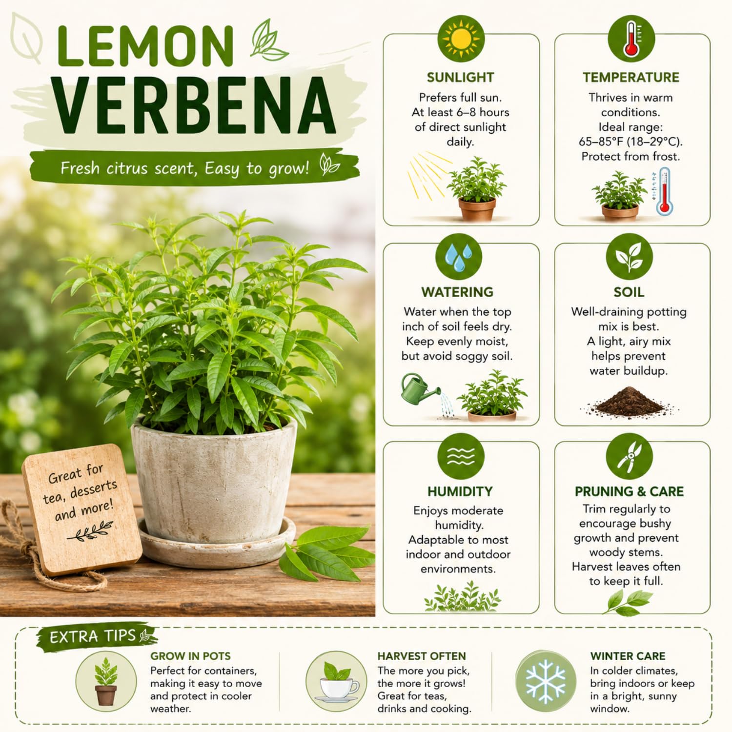 2 Live Lemon Verbena Plant, Fragrant Lemon Verbena Herb Plant Live, 3-5'' Tall, Herb Starter Plant for Garden, Patio