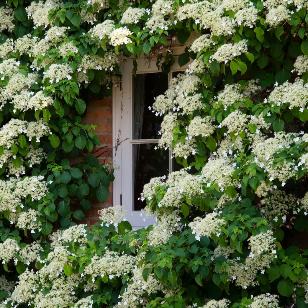 Sets 2 Live Climbing Hydrangea Plants for Planting, Vining Hydrangea Tree Plants Live, 4 to 8 Inc Tall, Change Color White Flower for Planting