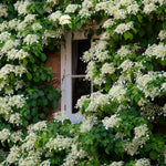 Hydrangea Plant Live Vine, Blooming Garden Bush Hardy Hydrangea Shrub, White Flowering Plant Indoor Outdoor Well-Rooted 5-9 Inc Tall, Stater Plant