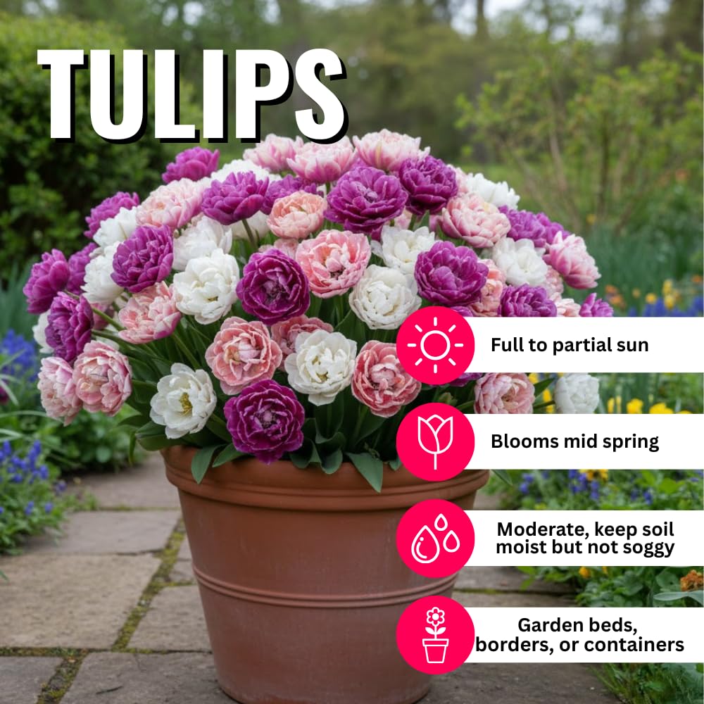 20 Mix Double Tulip Bulbs for Fall Planting, Tulip Flower Bulb, Tulip Bulbs for Growing Indoor or Outdoor