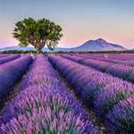 Grosso Lavender Plants Live in 4 Inc Pot, Set 4 Lavandula Violet Lavender Trees Live Plants for Planting Indoor Outdoor, Fragrant Lavender Flowers Perennial
