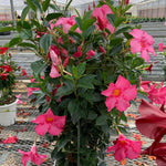 Mandevilla Plant Live, 4 to 7 Inc Tall Seedling, Pink Mandevilla Vine Plants, Perennial Flower Mandevilla Starter Plant Indoor Outdoor Planting