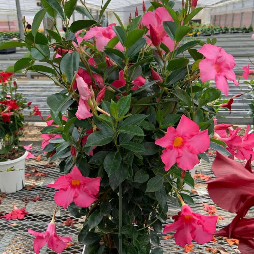 Mandevilla Plant Live, 4 to 7 Inc Tall Seedling, Pink Mandevilla Vine Plants, Perennial Flower Mandevilla Starter Plant Indoor Outdoor Planting