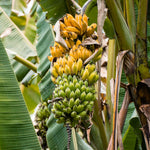 Cavendish Banana Plants Live for Planting, Banana Trees Live Plants from 4 to 6 Inc Tall