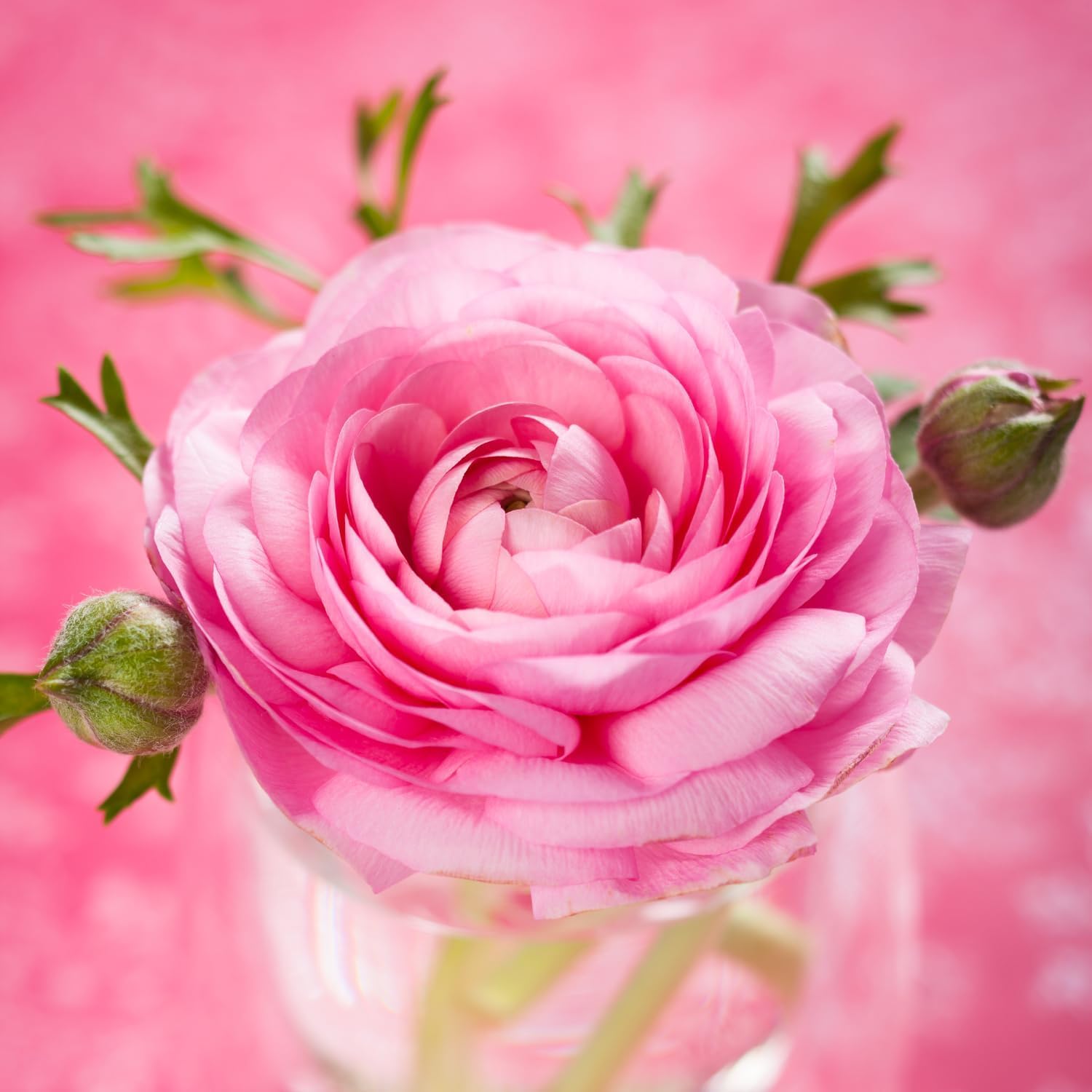 25 Ranunculus Bulbs for Spring Planting, Perennial Flowers Bulbs for Gardens, Vibrant Peony Buttercup Corms for Outdoor Borders (Pink Ranunculus Bulbs)