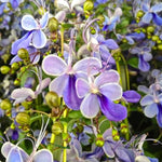 2 Clerodendrum Live Plants 4-7 Inches, Trailing Light Bulb Flowering Shrub, Indoor or Outdoor Ornamental (Assorted)